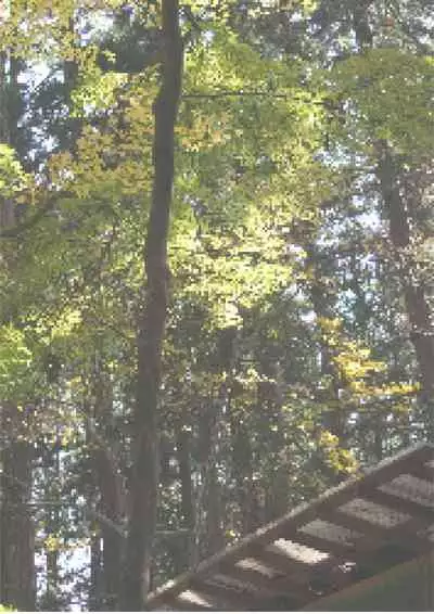 [Waribashi Kouka] Nikuki Ane ha Mono Iwanu Haijin Onaho ni Narimashita